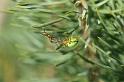 Araniella_cucurbitina_D2983_Z_88_NP De Hoge Veluwe_Nederland